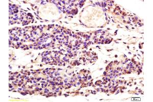 Formalin-fixed and paraffin embedded mouse embryo labeled with Rabbit Anti Aspartate Aminotransferase Polyclonal Antibody, Unconjugated (ABIN752008) at 1:200 followed by conjugation to the secondary antibody and DAB staining (GOT1 Antikörper  (AA 301-400))