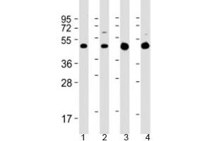 Western blot testing of 1) rat C6 cell lysate, 2) human SH-SY5Y cell lysate, 3) human brain lysate and 4) mouse brain lysate with GLUT3 antibody at 1:2000.