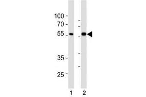 SMAD6 antibody western blot analysis in (1) HepG2 and (2) HT29 lysate.