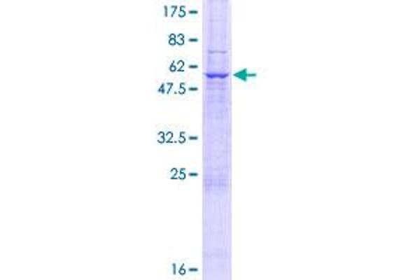 NIPSNAP1 Protein (AA 1-284) (GST tag)