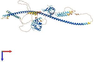 DIXDC1 Protein (AA 1-683) (His tag)