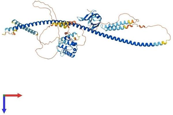 DIXDC1 Protein (AA 1-683) (His tag)
