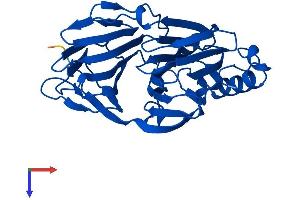 Pirin Protein (PIR) (AA 1-290) (His tag)