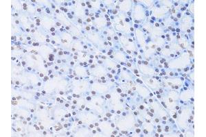 Immunohistochemistry of paraffin-embedded rat pancreas using LMNB2 Antibody (ABIN5973877) at dilution of 1/100 (40x lens). (Lamin B2 Antikörper)