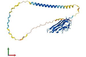 AlphaFold protein structure predicition of Human Recombinant FASLG Protein, UniprotID P48023 (FASL Protein (AA 1-281) (His tag))