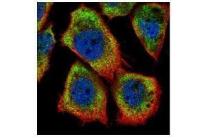 Immunofluorescence (IF) image for anti-HCLS1 Associated Protein X-1 (HAX1) antibody (ABIN2855251)