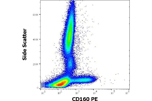 CD160 Antikörper  (PE)