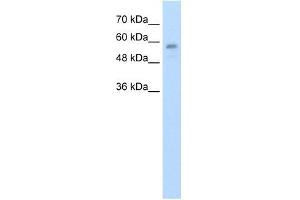 C20ORF18 antibody used at 1. (RBCK1 Antikörper  (Middle Region))