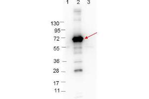 Western blot showing detection of 0. (CRASP-1 Antikörper)