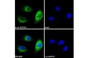 Immunofluorescence (IF) image for anti-Solute Carrier Family 7, (Cationic Amino Acid Transporter, Y+ System) Member 11 (SLC7A11) (Internal Region) antibody (ABIN190899)
