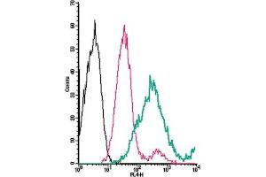 anti-Transmembrane Protein 119 (TMEM119) (AA 53-67), (Extracellular) antibody (APC)