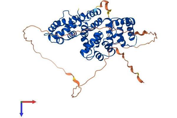 Annexin VII Protein (AA 1-463) (His tag)