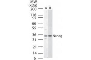 Image no. 1 for anti-Nanog Homeobox (NANOG) (AA 1-50) antibody (ABIN200007) (Nanog Antikörper  (AA 1-50))