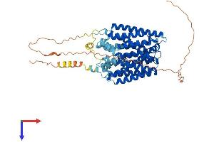 FLVCR2 Protein (AA 1-551) (His tag)