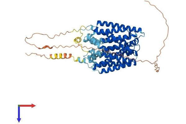FLVCR2 Protein (AA 1-551) (His tag)