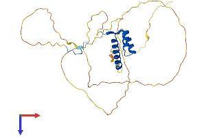 HOXB1 Protein (AA 1-297) (His tag)
