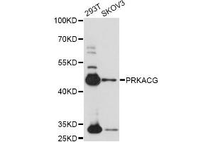 Western blot analysis of extracts of various cell lines, using PRKACG antibody (ABIN6291855) at 1:1000 dilution. (PRKACG Antikörper)