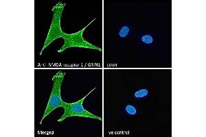 (ABIN185678) Immunofluorescence analysis of paraformaldehyde fixed NIH3T3 cells, permeabilized with 0. (GRIN1/NMDAR1 Antikörper  (Internal Region))