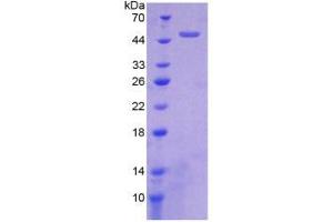 SDS-PAGE analysis of Human HTRA1 Protein. (HTRA1 Protein)