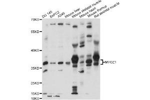 Western blot analysis of extracts of various cell lines, using MYOZ1 antibody (ABIN6290654) at 1:1000 dilution. (Myozenin 1 Antikörper)