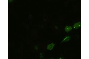 Anti-BMP4 mouse monoclonal antibody (ABIN2452355) immunofluorescent staining of HeLa cells transiently transfected by pCMV6-ENTRY BMP4 (RC219979) (BMP4 Antikörper  (AA 293-408))