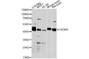 Western blot analysis of extracts of various cell lines, using CADM3 antibody. (CADM3 Antikörper  (AA 25-330))