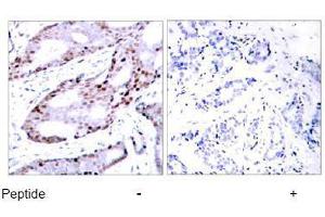 Image no. 1 for anti-Jun Proto-Oncogene (JUN) (Ser73) antibody (ABIN197096)