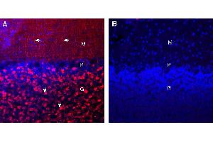 Expression of Synaptotagmin-1 in rat cerebellum. (Synaptotagmin I (SYT1) Peptid)