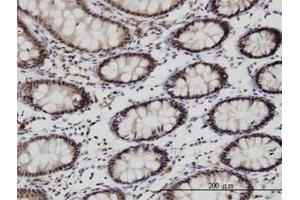 Image no. 2 for anti-Goosecoid Homeobox (GSC) (AA 151-258) antibody (ABIN466271) (GSC Antikörper  (AA 151-258))