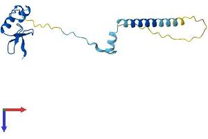 RPL24 Protein (AA 1-157) (His tag)