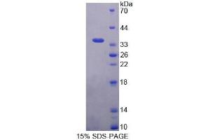SDS-PAGE analysis of Mouse BAG4 Protein. (BAG4 Protein)