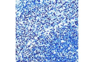 Immunohistochemistry of paraffin-embedded rat spleen using M/M/ML1 Rabbit mAb (ABIN7268354) at dilution of 1:100 (40x lens). (MAD2L1 Antikörper)