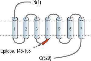 Representative domain view of the target of ABIN7885187.