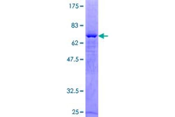 PARD6A Protein (AA 1-345) (GST tag)