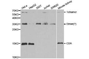 Western blot analysis of extracts of various cell lines, using CDA antibody. (CDA Antikörper  (AA 1-146))