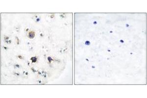 Immunohistochemistry (IHC) image for anti-Ephrin B3 (EFNB3) (AA 221-270) antibody (ABIN2889190) (Ephrin B3 Antikörper  (AA 221-270))