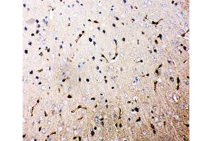 Immunohistochemistry (IHC) image for anti-Aquaporin 4 (AQP4) (AA 258-274) antibody (ABIN3030007)