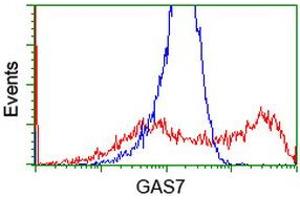 HEK293T cells transfected with either RC215256 overexpress plasmid (Red) or empty vector control plasmid (Blue) were immunostained by anti-GAS7 antibody (ABIN2453058), and then analyzed by flow cytometry. (GAS7 Antikörper)