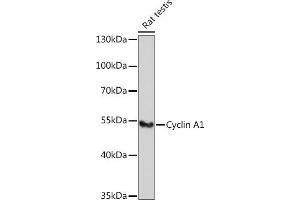 Western blot analysis of extracts of Rat testis, using Cyclin  antibody (ABIN6127726, ABIN6138071, ABIN6138072 and ABIN6221269) at 1:1000 dilution. (Cyclin A1 Antikörper  (AA 1-230))