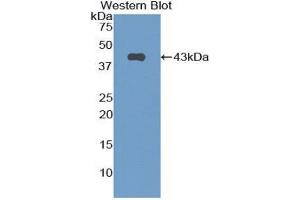 Western Blotting (WB) image for anti-Natriuretic Peptide Type C (NPPC) (AA 30-126) antibody (ABIN1858433) (NPPC Antikörper  (AA 30-126))