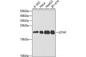 Western blot analysis of extracts of various cell lines using LITAF Polyclonal Antibody at dilution of 1:1000. (LITAF Antikörper)
