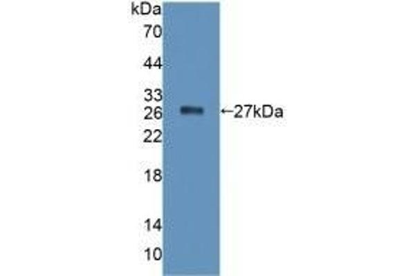 PTPRF antibody  (AA 30-224)