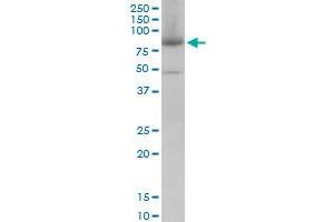 MFN2 monoclonal antibody (M01), clone 6A8. (MFN2 Antikörper  (AA 661-757))