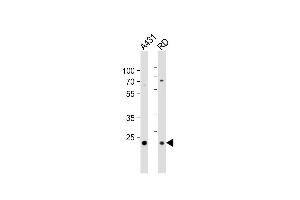 Western Blot at 1:1000 dilution Lane 1: A431 whole cell lysates Lane 2: RD whole cell lysates Lysates/proteins at 20 ug per lane. (MMAB Antikörper  (AA 50-81))