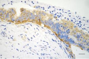 anti-Eukaryotic Translation Initiation Factor 2A, 65kDa (EIF2A) (pSer51) antibody