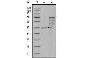 Western Blot showing CHIT1 antibody used against truncated Trx-CHIT1 recombinant protein (1) and truncated CHIT1 (aa22-466)-hIgGFc transfected CHO-K1 cell lysate (2). (Chitotriosidase 1 Antikörper  (AA 22-137))