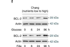 Nutrient induces apoptosis resistance. (Bcl-2 Antikörper)