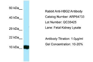 Western Blotting (WB) image for anti-Hemoglobin, gamma G (HBG2) (Middle Region) antibody (ABIN2789939)