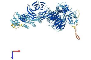 IFT122 Protein (AA 1-1182) (His tag)