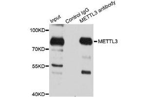 Immunoprecipitation analysis of 150ug extracts of 293T cells using 3ug METTL3 antibody. (METTL3 Antikörper  (AA 1-156))